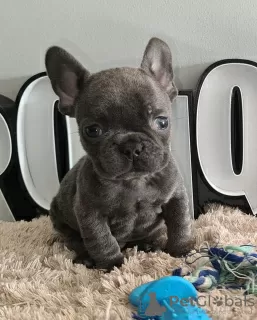 Photo №3. Female and male French bulldog. Russian Federation