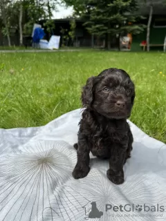 Additional photos: Cute puppies of the fashionable designer breed Maltipoo F2.