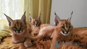 Additional photos: beautiful caracal, serval and savannah kittens available