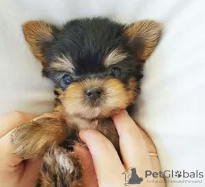 Photo №2 to announcement № 95717 for the sale of yorkshire terrier - buy in Germany private announcement