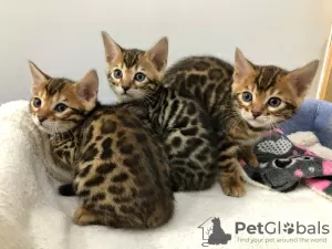 Photo №1. bengal cat - for sale in the city of Żurrieq | 370$ | Announcement № 78496