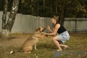 Photo №3. Friendly companion dog Tengri is looking for a home!. Russian Federation