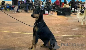 Additional photos: german pinscher