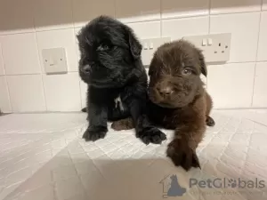 Photo №3. Stunning Newfoundland Puppies. Poland