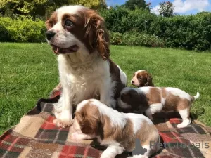 Photo №1. cavalier king charles spaniel - for sale in the city of Berlin | Is free | Announcement № 23733