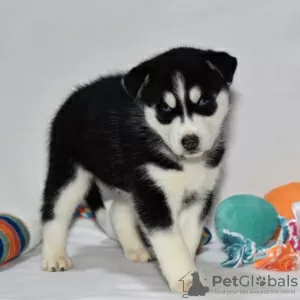 Photo №3. Black and White Siberian Husky for sale. United States