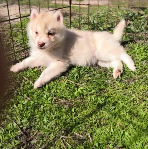 Photo №4. I will sell non-pedigree dogs in the city of Kopeisk. from nursery - price - 563$