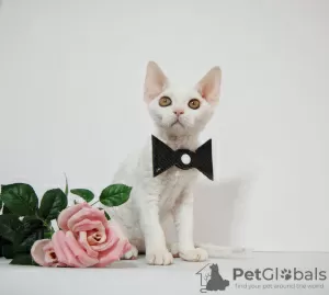 Photo №4. I will sell devon rex in the city of New York. breeder - price - 1800$