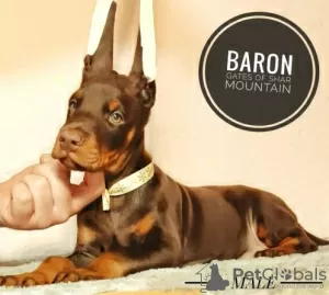 Additional photos: doberman puppies