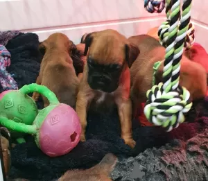 Additional photos: Boxer puppies for sale