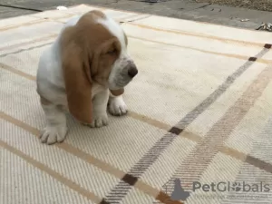 Photo №1. basset hound - for sale in the city of Bucharest | 317$ | Announcement № 70061