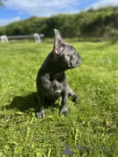 Photo №3. beautiful blue boy. Ireland