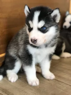 Additional photos: Husky puppies