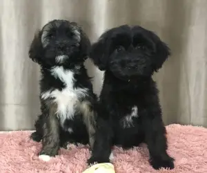 Additional photos: Tibetan Terrier. Puppies