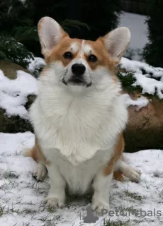 Additional photos: Welsh corgi puppies