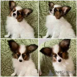 Additional photos: papillon puppies