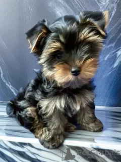 Photo №4. I will sell yorkshire terrier in the city of St. Petersburg. breeder - price - negotiated