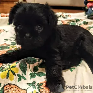 Photo №3. affenpinscher - boy and girl puppies. Austria