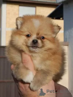 Additional photos: Pomeranian Spitz puppies