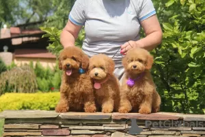 Photo №1. poodle (toy) - for sale in the city of Voronezh | negotiated | Announcement № 86487