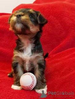 Photo №2 to announcement № 20725 for the sale of yorkshire terrier - buy in Germany private announcement