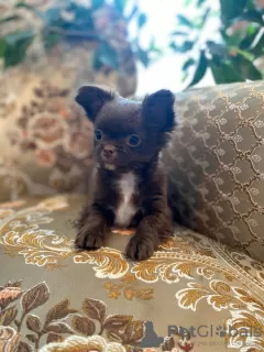 Photo №1. chihuahua - for sale in the city of Раубичи | 550$ | Announcement № 13353