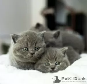 Photo №3. British Shorthair kittens. Germany