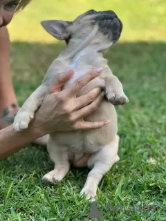 Additional photos: Puppies for sale very cute French bulldog.