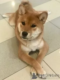 Photo №3. SHIBA INU PUPPIES. Russian Federation