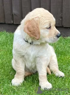 Photo №3. Golden Retriever puppies. United Kingdom