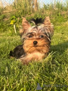 Photo №1. yorkshire terrier - for sale in the city of Daugavpils | 700$ | Announcement № 113894