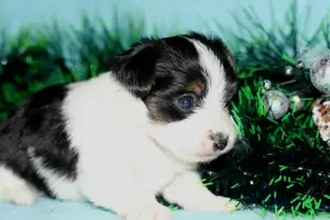 Additional photos: Beaver Yorkshire Terrier. Puppies