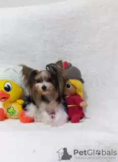 Photo №3. Petite biewer yorkie girl. Turkey