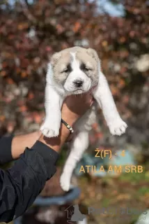 Additional photos: Central Asia Shepherd Dog Puppies