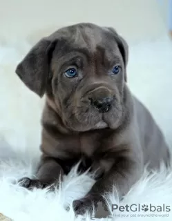 Additional photos: Cane Corso Puppies RECOMMENDATION