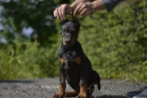 Additional photos: Doberman puppies from a lovely couple