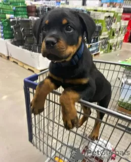 Photo №1. rottweiler - for sale in the city of Антверпен | Is free | Announcement № 118042