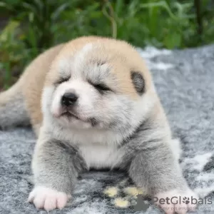 Additional photos: Akita inu puppies