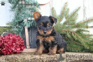 Photo №2 to announcement № 63831 for the sale of yorkshire terrier - buy in Germany 