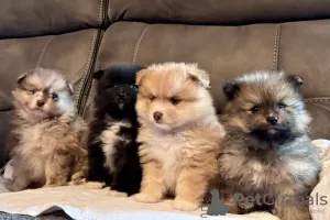 Photo №2 to announcement № 102947 for the sale of pomeranian - buy in United States private announcement, breeder