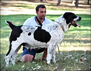 Additional photos: Central Asian Shepherd Dog puppies