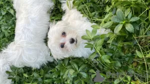 Additional photos: Maltese puppies for sale