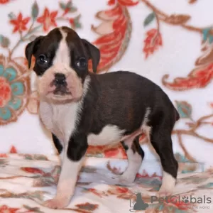 Photo №4. I will sell boxer in the city of Bogotá. private announcement - price - 225$