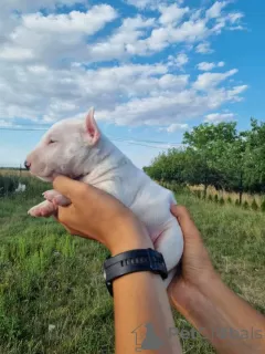 Photo №3. Miniature Bull Terrier FCI. Poland