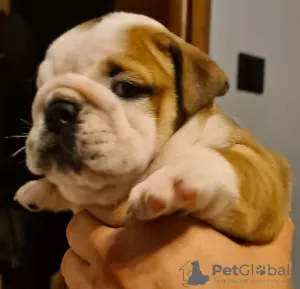 Additional photos: English bulldog boy