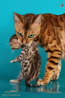 Photo №4. I will sell bengal cat in the city of St. Petersburg. from nursery - price - 399$