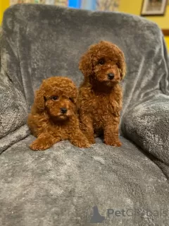 Photo №2 to announcement № 8783 for the sale of poodle (toy) - buy in Slovenia 