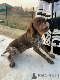 Photo №4. I will sell german shorthaired pointer in the city of Armavir. breeder - price - negotiated