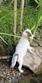 Additional photos: Cute Jack Russell Terrier puppies