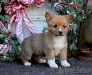 Photo №4. I will sell welsh corgi in the city of Lindos.  - price - 571$